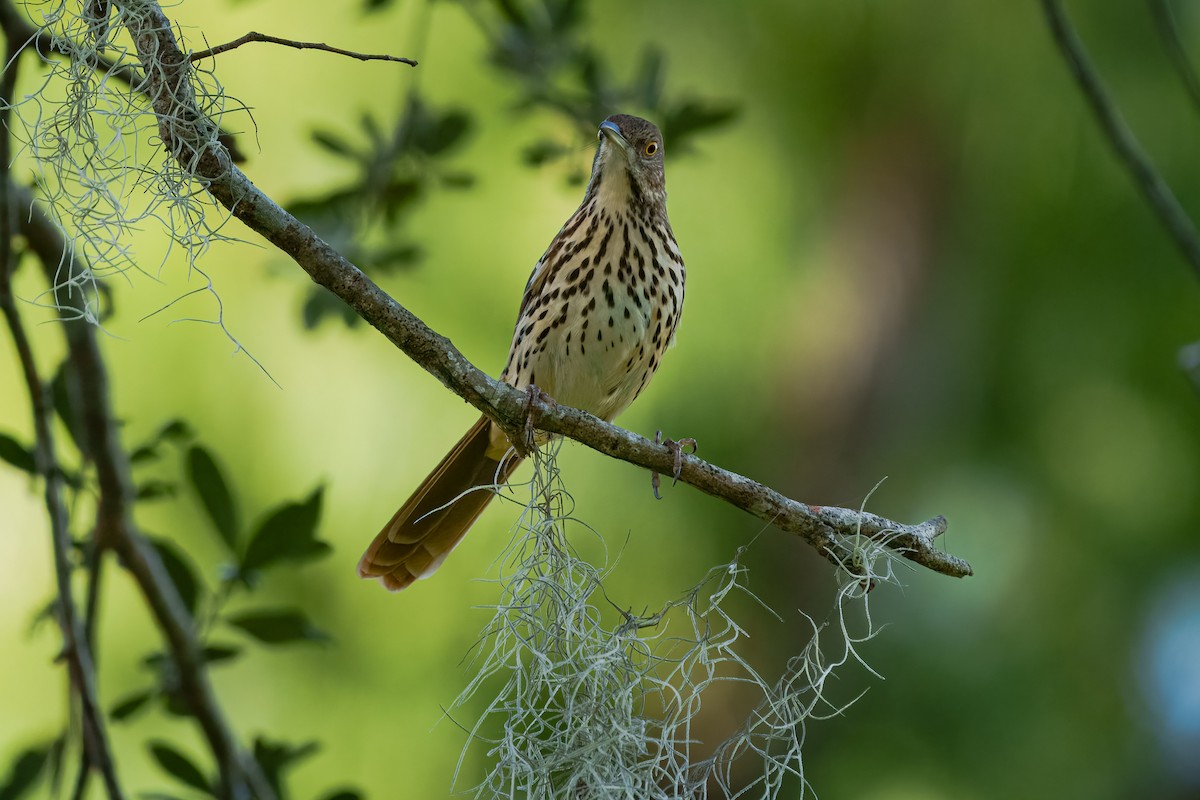 Brown Thrasher - ML645811531