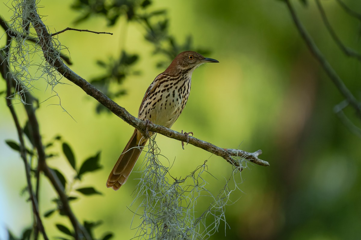 Brown Thrasher - ML645811532