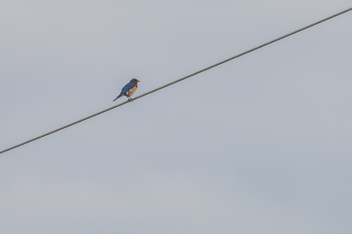 Eastern Bluebird - ML645811534