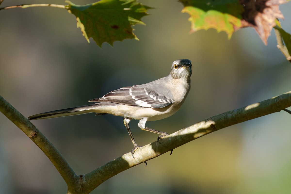 Northern Mockingbird - ML645811535