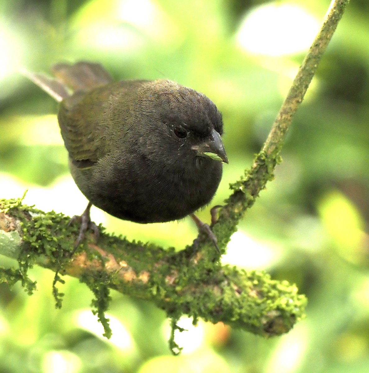 Black-faced Grassquit - ML645811536