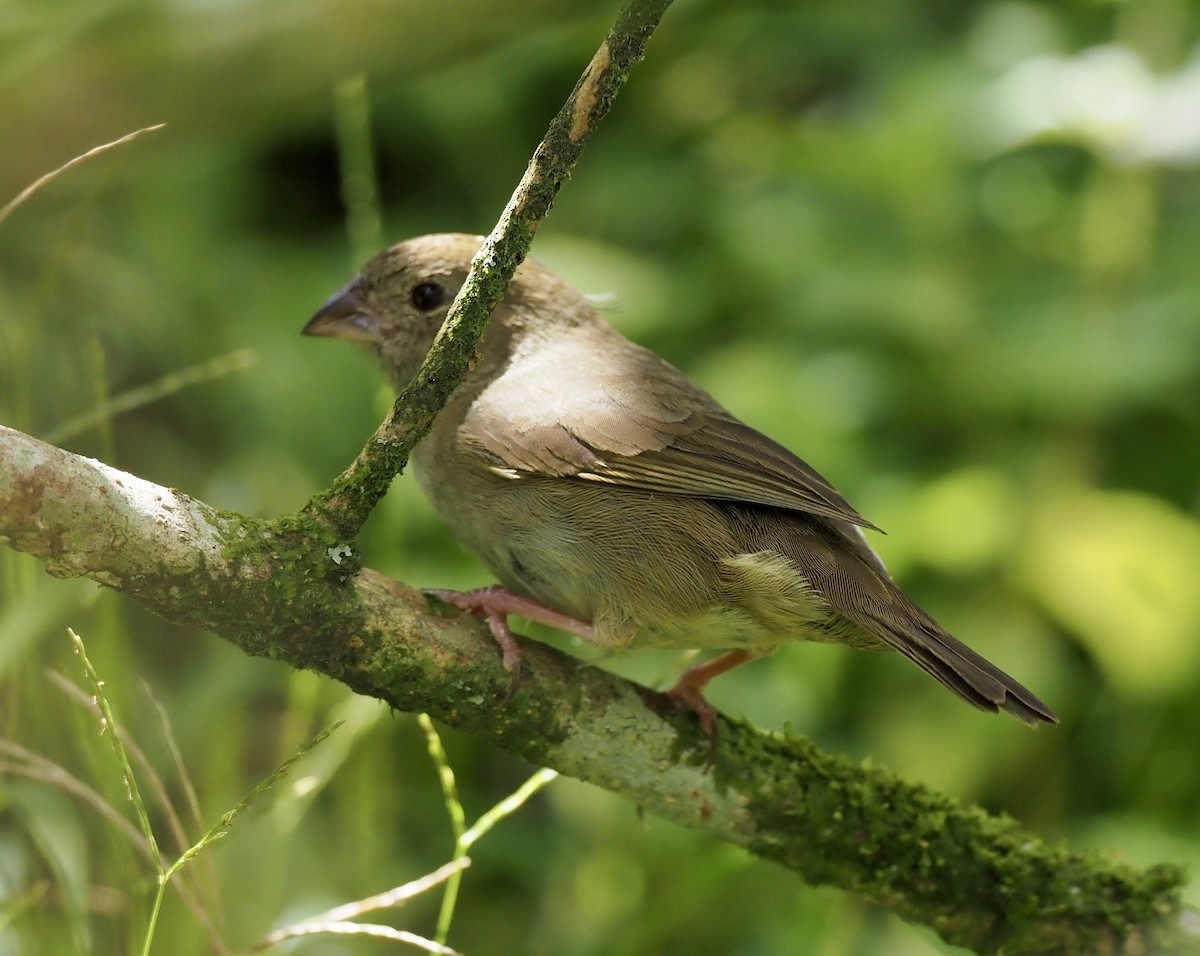Black-faced Grassquit - ML645811537