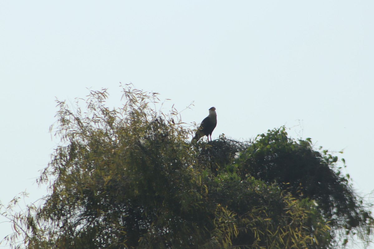 Crested Caracara - ML645811542