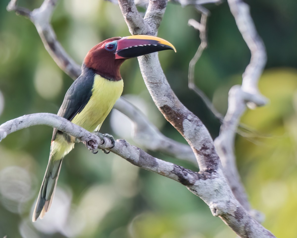 Green Aracari - ML645811548