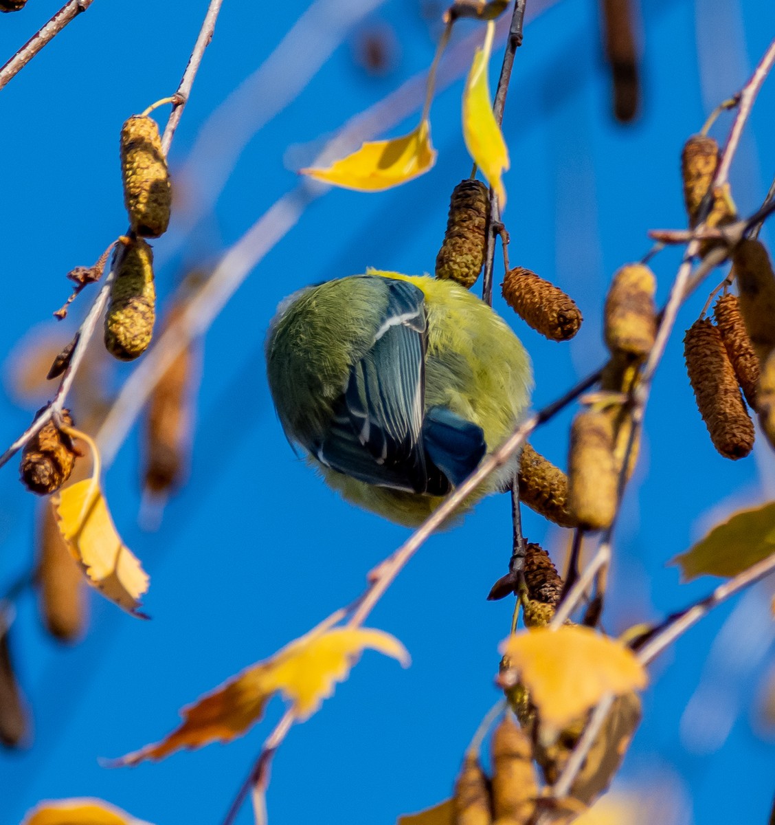 Eurasian Blue Tit - ML645811550