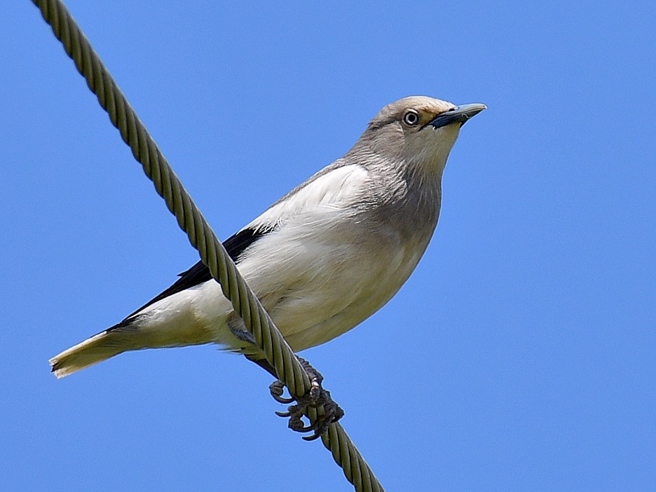 White-shouldered Starling - ML645811554