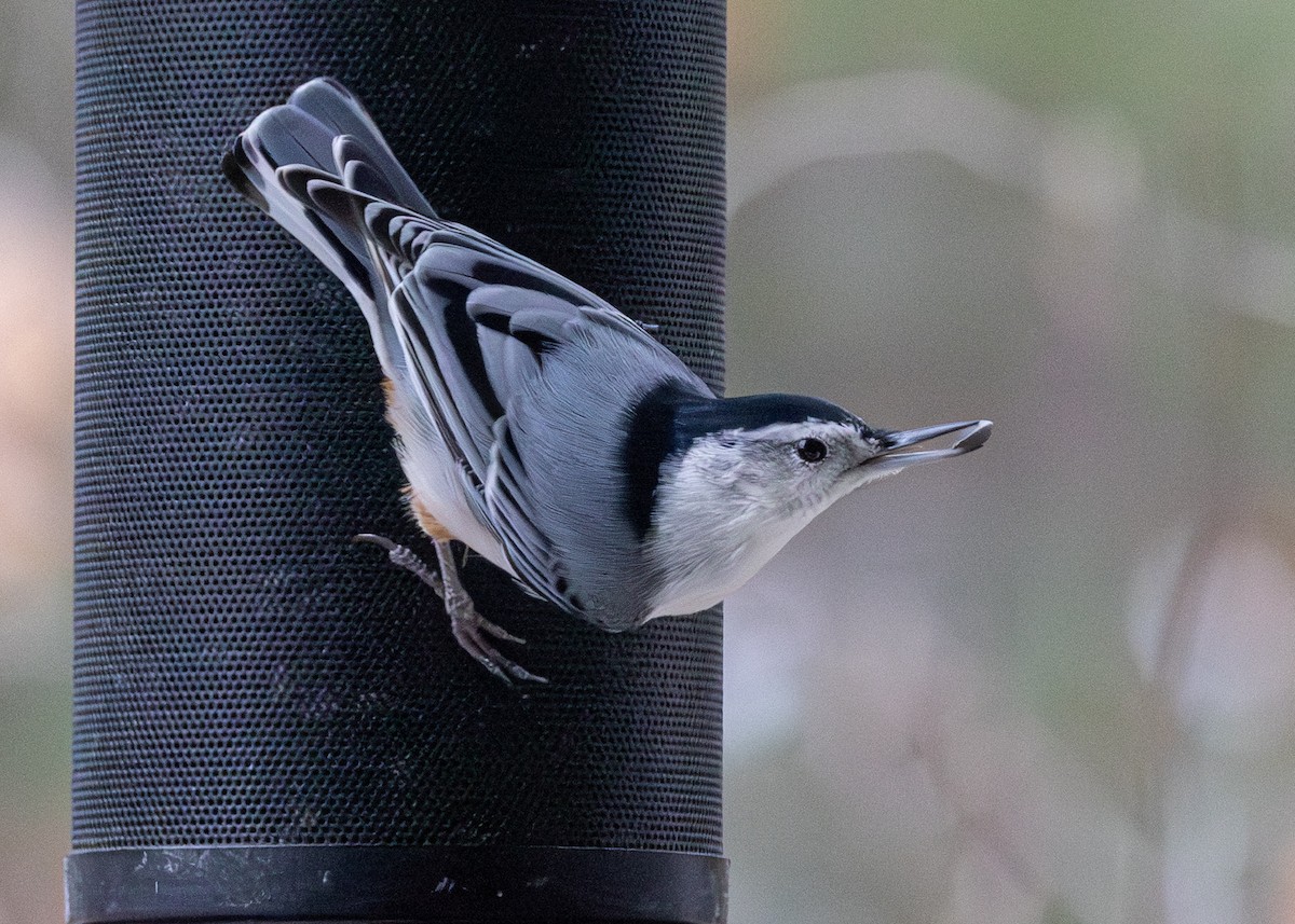 Sittelle à poitrine blanche - ML645811556