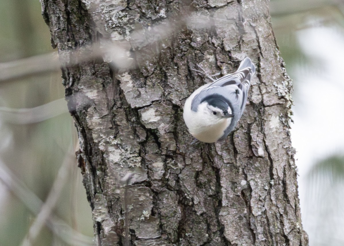 Sittelle à poitrine blanche - ML645811557