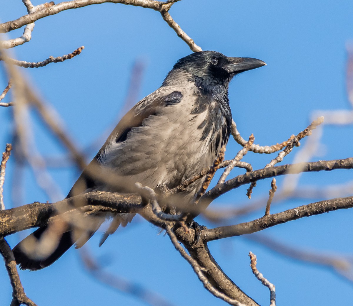 עורב אפור - ML645811558
