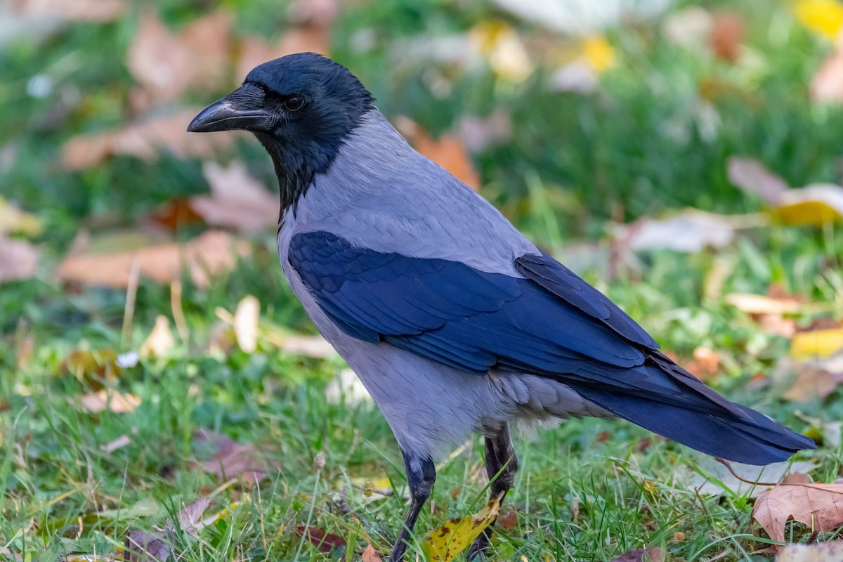 עורב אפור - ML645811560
