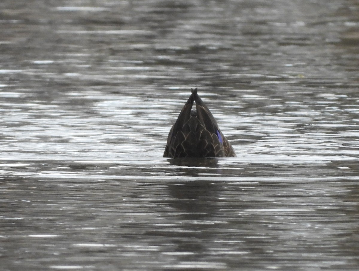 American Black Duck - ML645811565