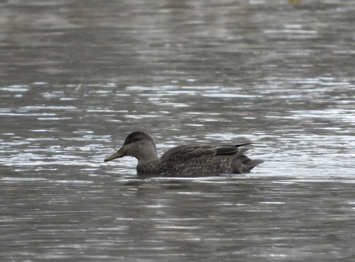 American Black Duck - ML645811566