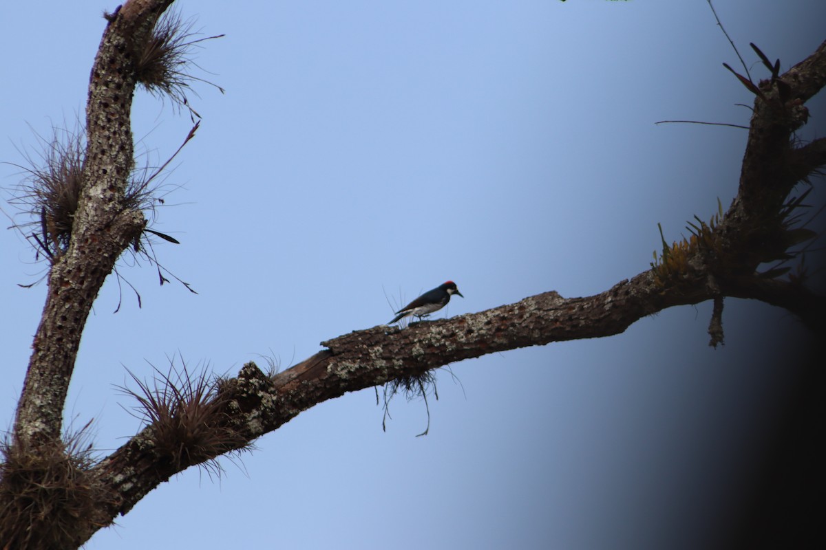 Acorn Woodpecker - ML645811570