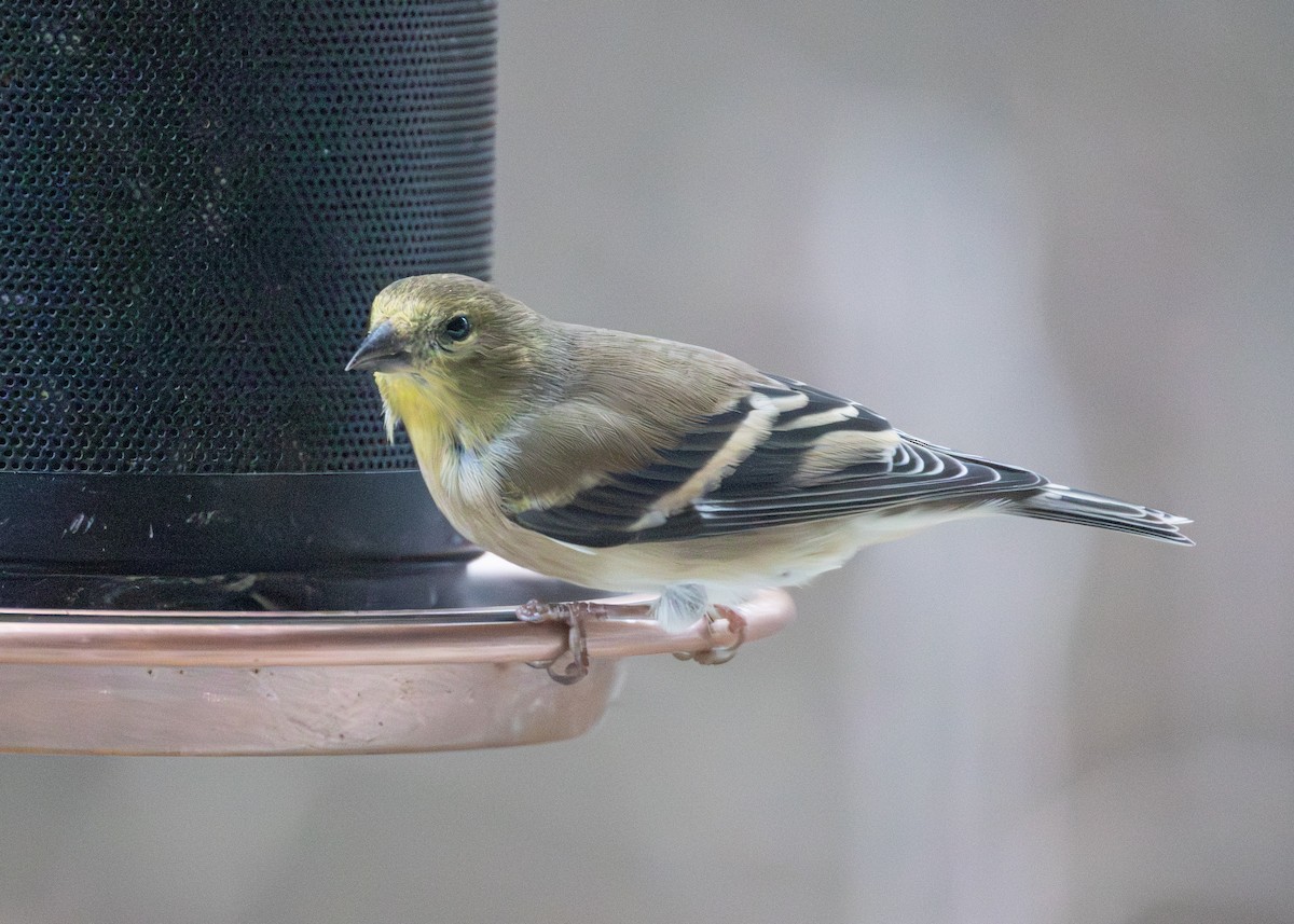 čížek žlutý - ML645811576