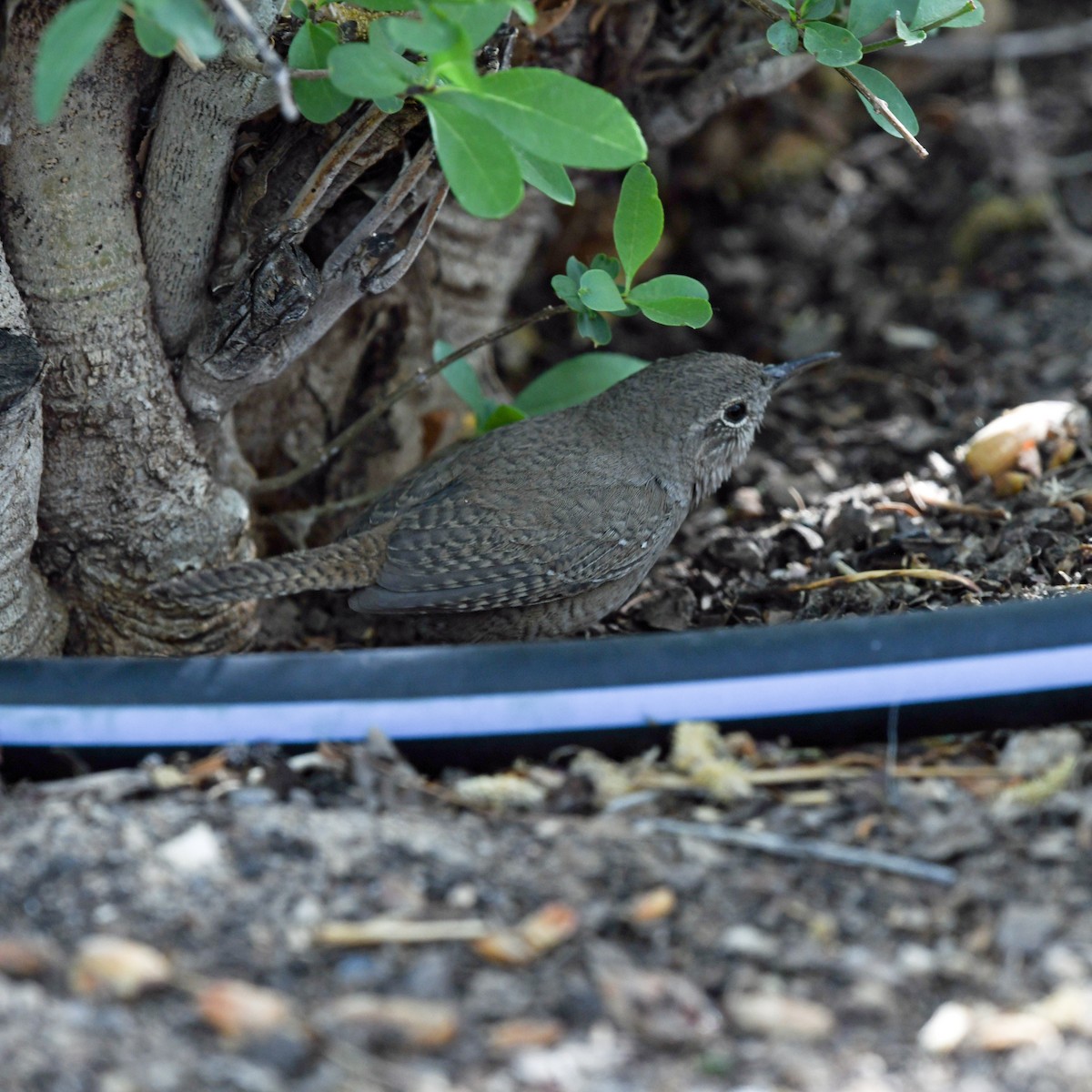 Northern House Wren - ML645811608