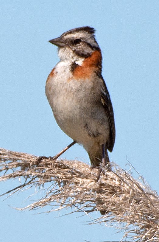 Morgenammer - ML645811610