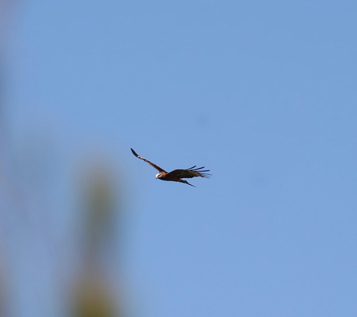 Milano Colicuadrado - ML645811624