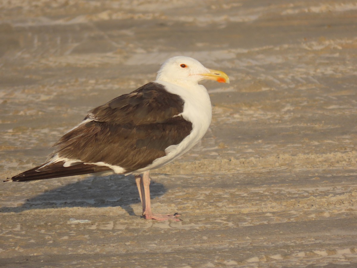 Great Black-backed Gull - ML645811627