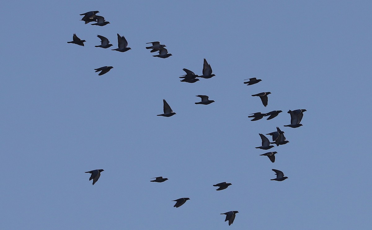 Rock Pigeon (Feral Pigeon) - ML645811630