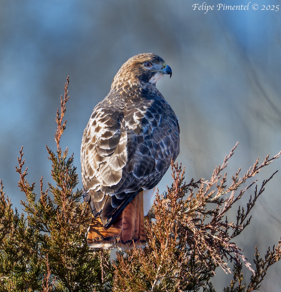 Red-tailed Hawk - ML645811632