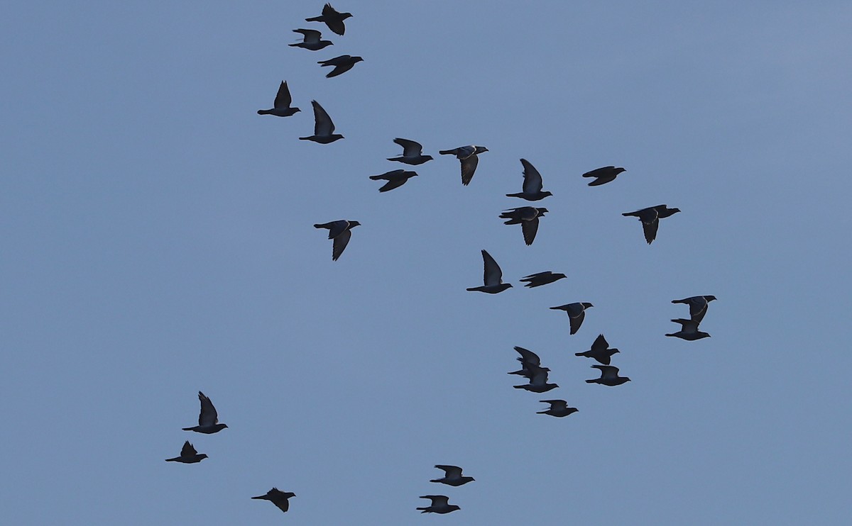 Rock Pigeon (Feral Pigeon) - ML645811634