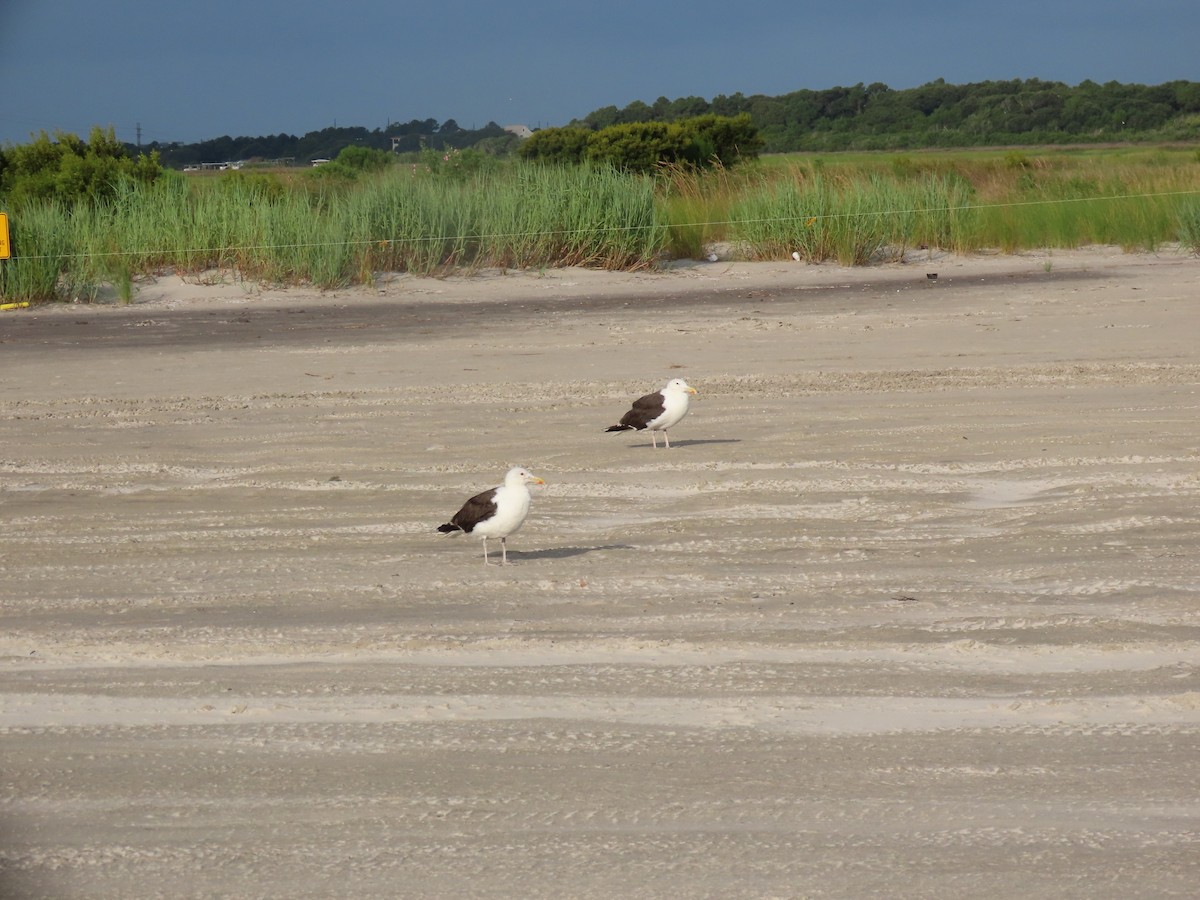 Great Black-backed Gull - ML645811636