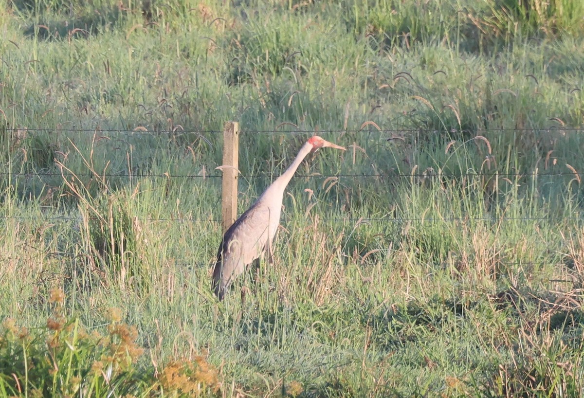 Brolga - ML645811642