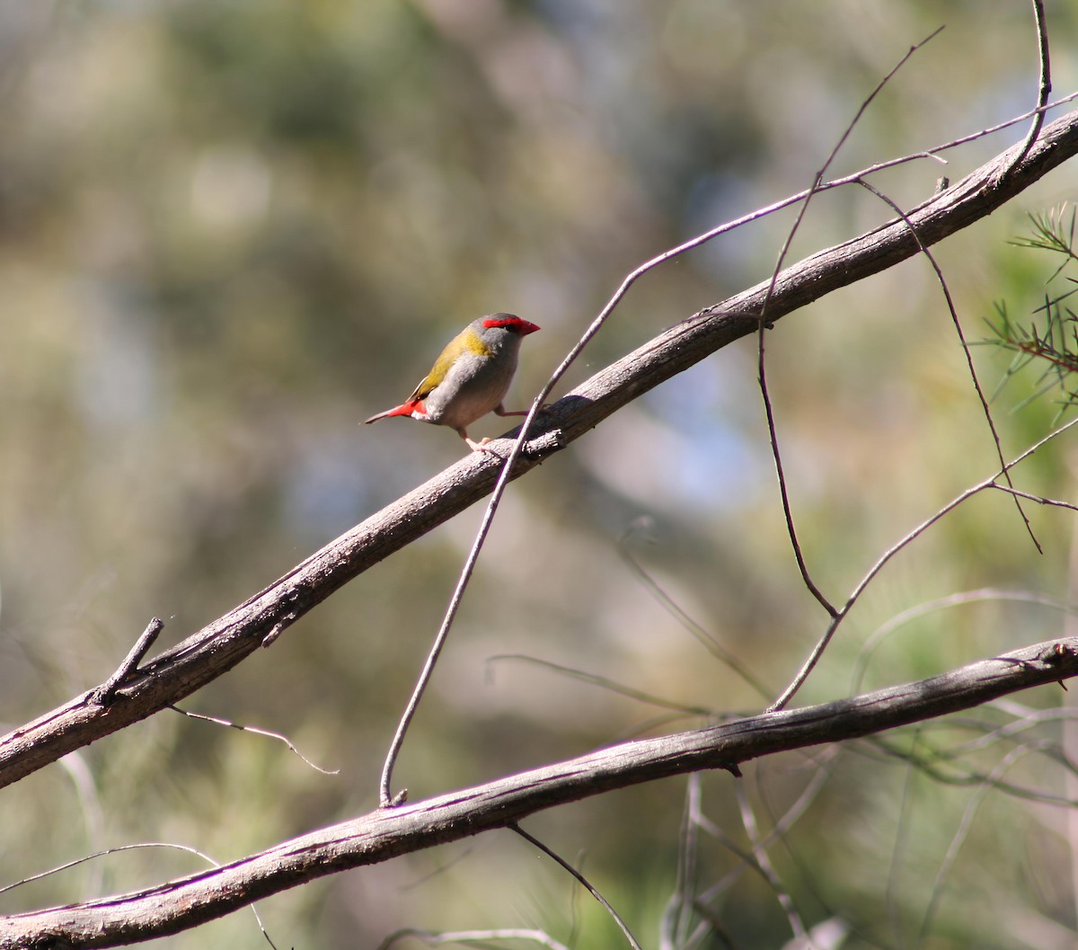 Red-browed Firetail - ML645811643