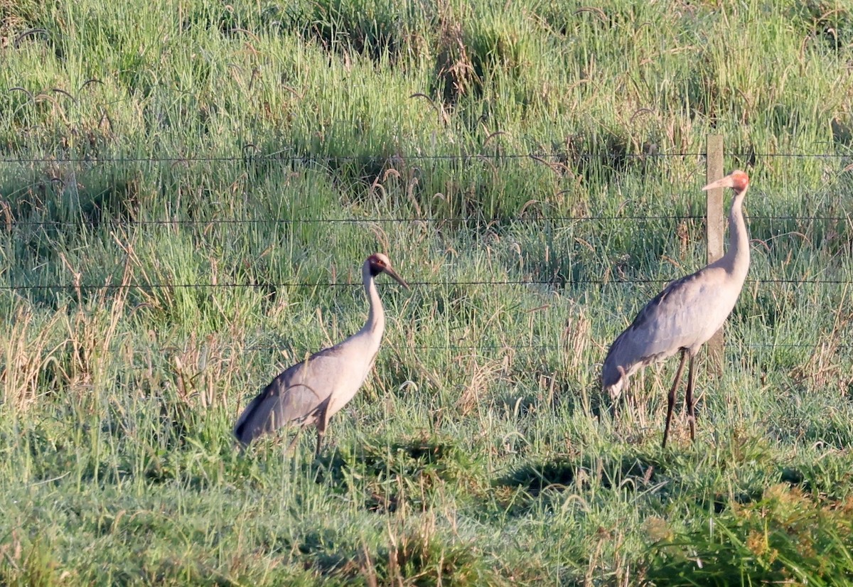 Brolga - ML645811647