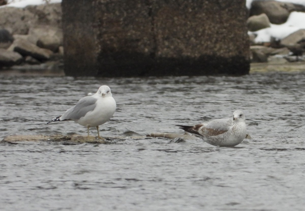Ring-billed Gull - ML645811652