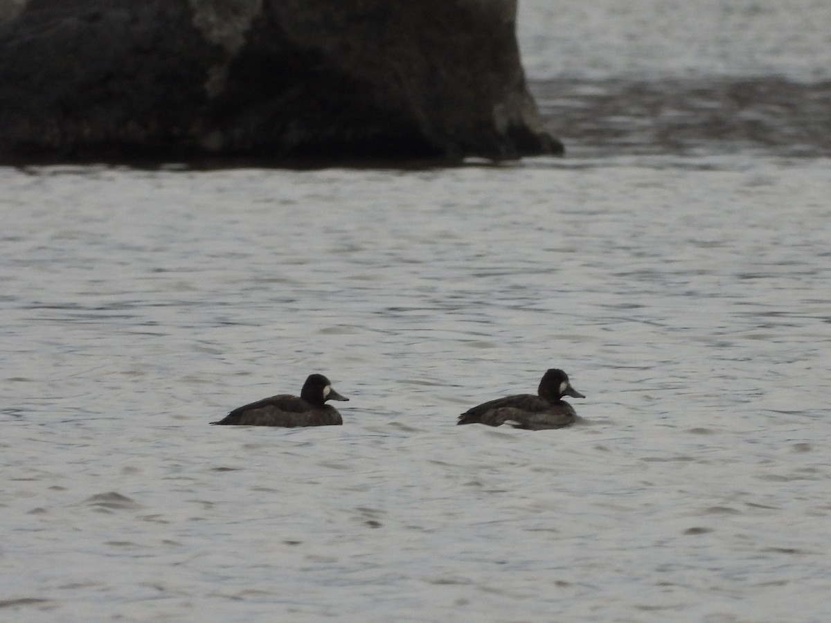 小斑背潛鴨 - ML645811655