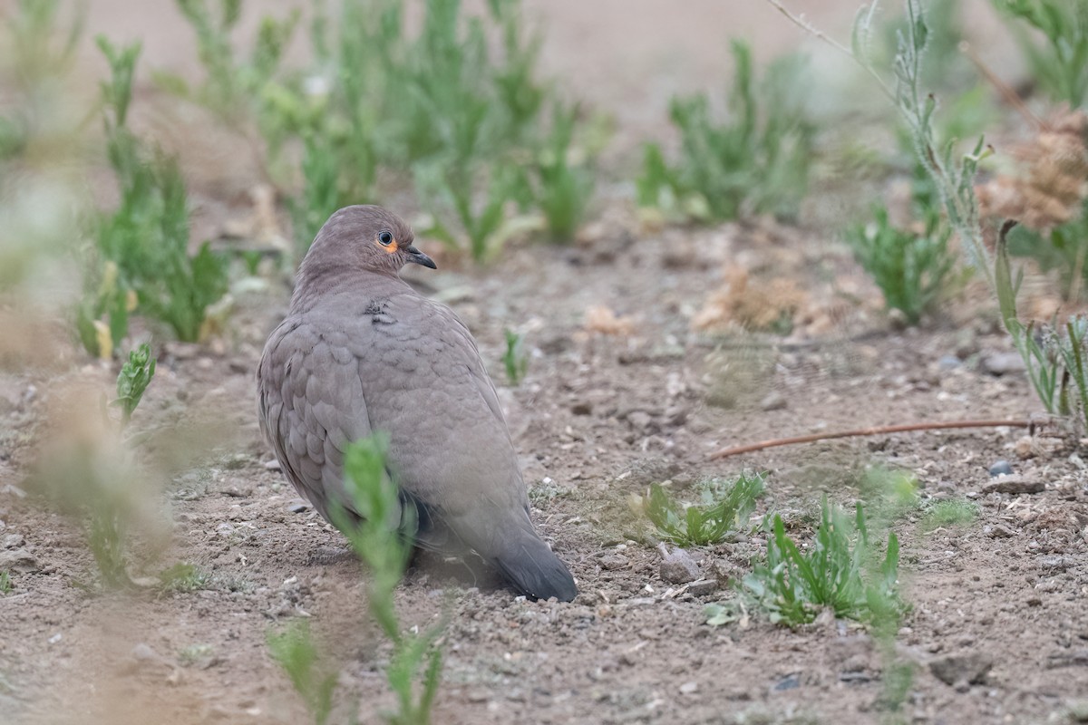 Black-winged Ground Dove - ML645811658