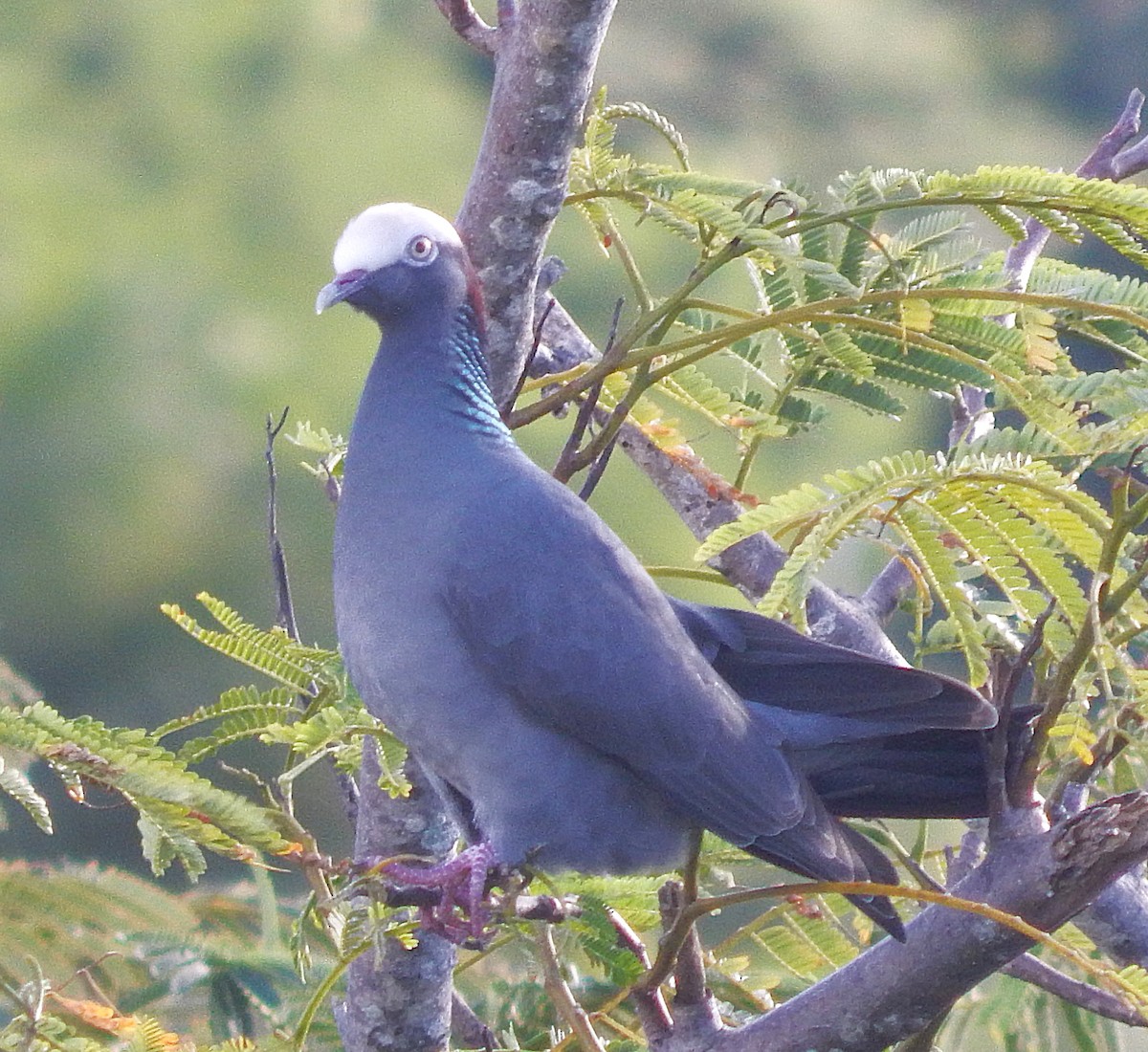 White-crowned Pigeon - ML645811659