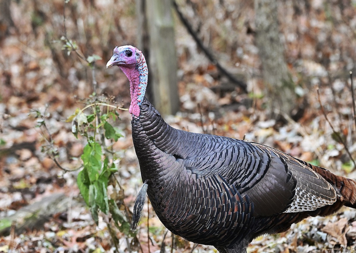 Wild Turkey - ML645811663