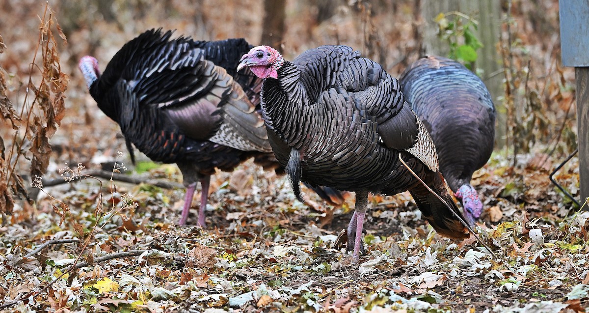 Wild Turkey - ML645811664