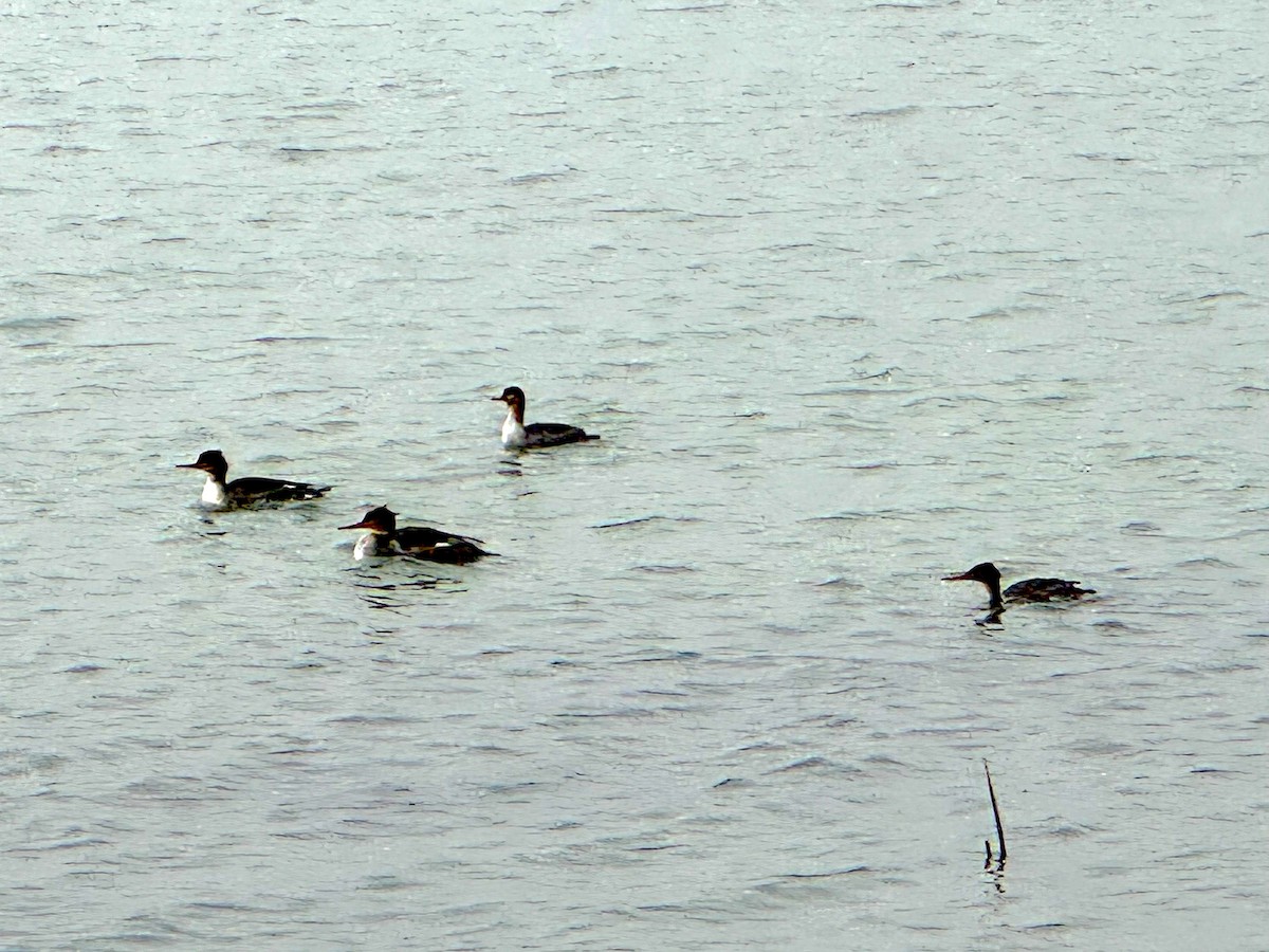 紅胸秋沙 - ML645811668