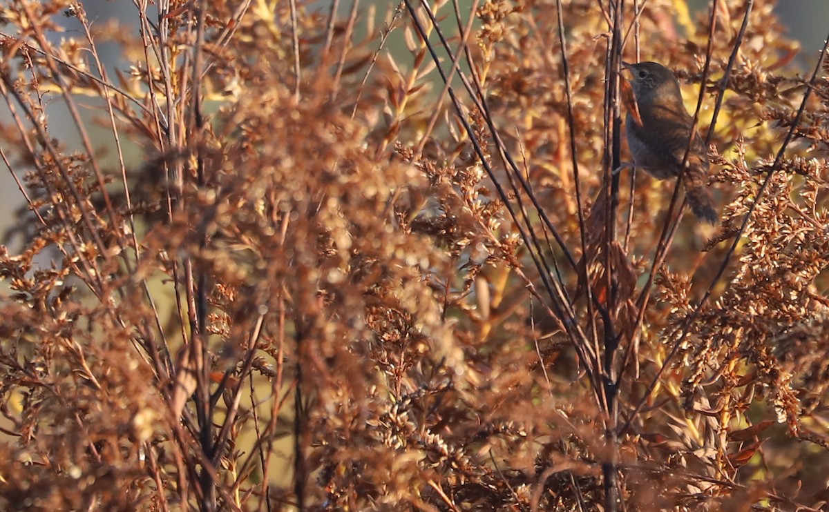 Northern House Wren (Northern) - ML645811688