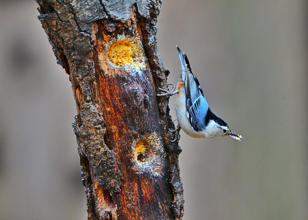 Sittelle à poitrine blanche - ML645811692