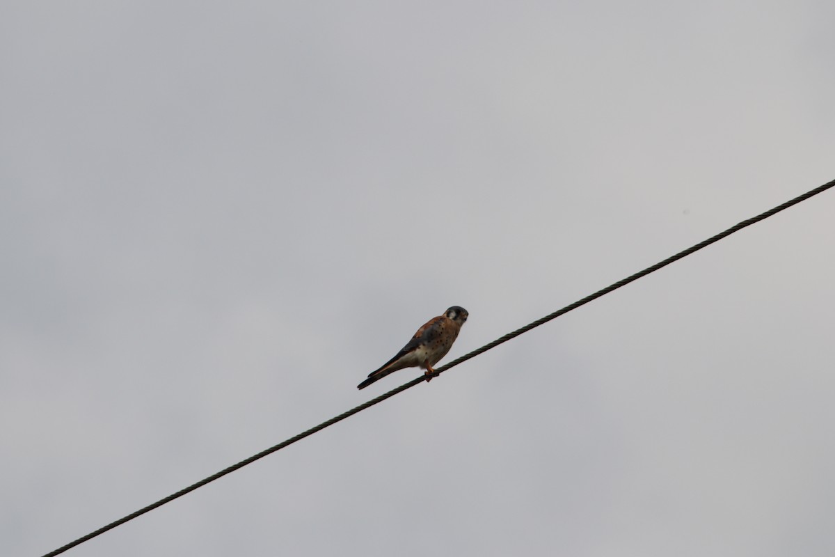 American Kestrel - ML645811693