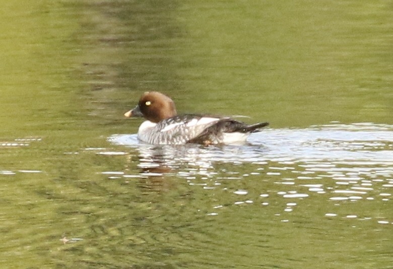 Common Goldeneye - ML645811696