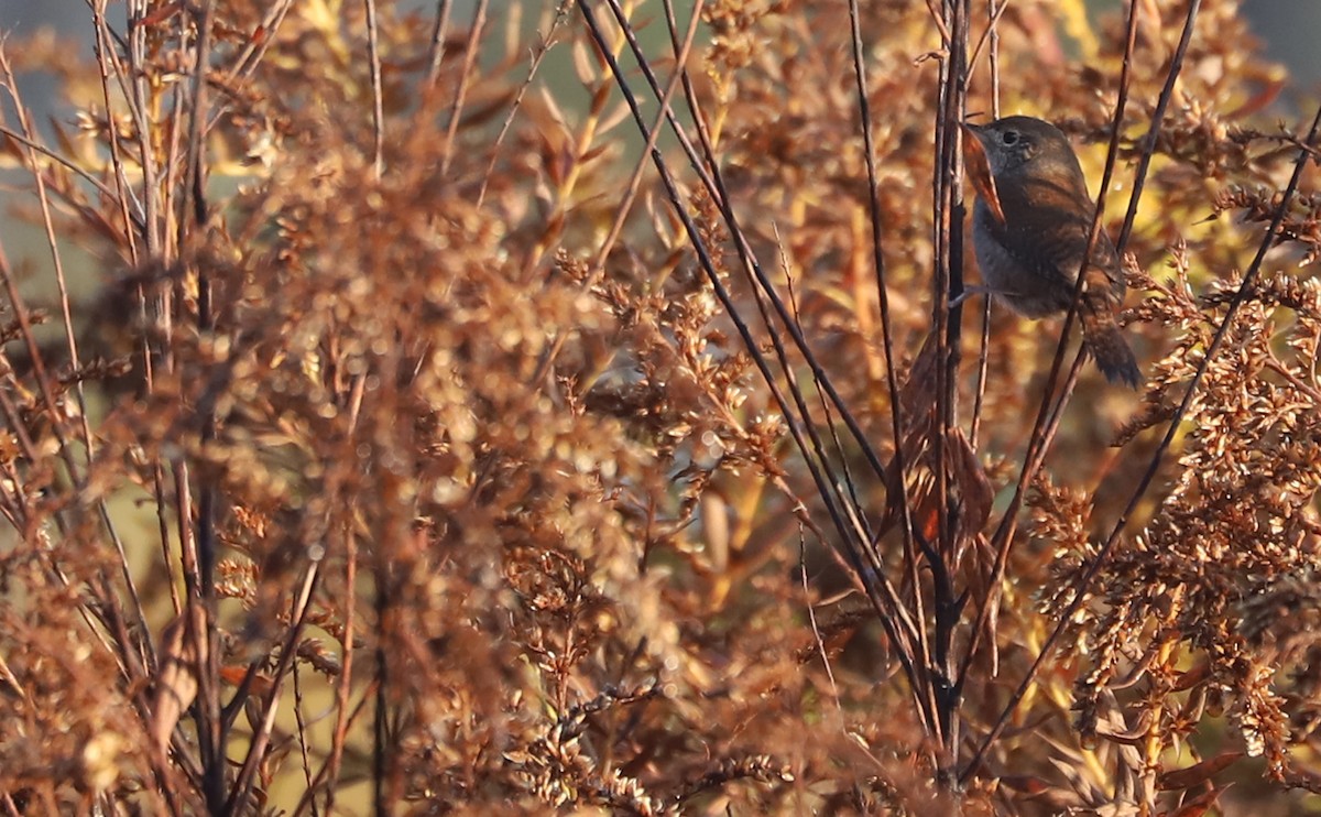 Northern House Wren (Northern) - ML645811703
