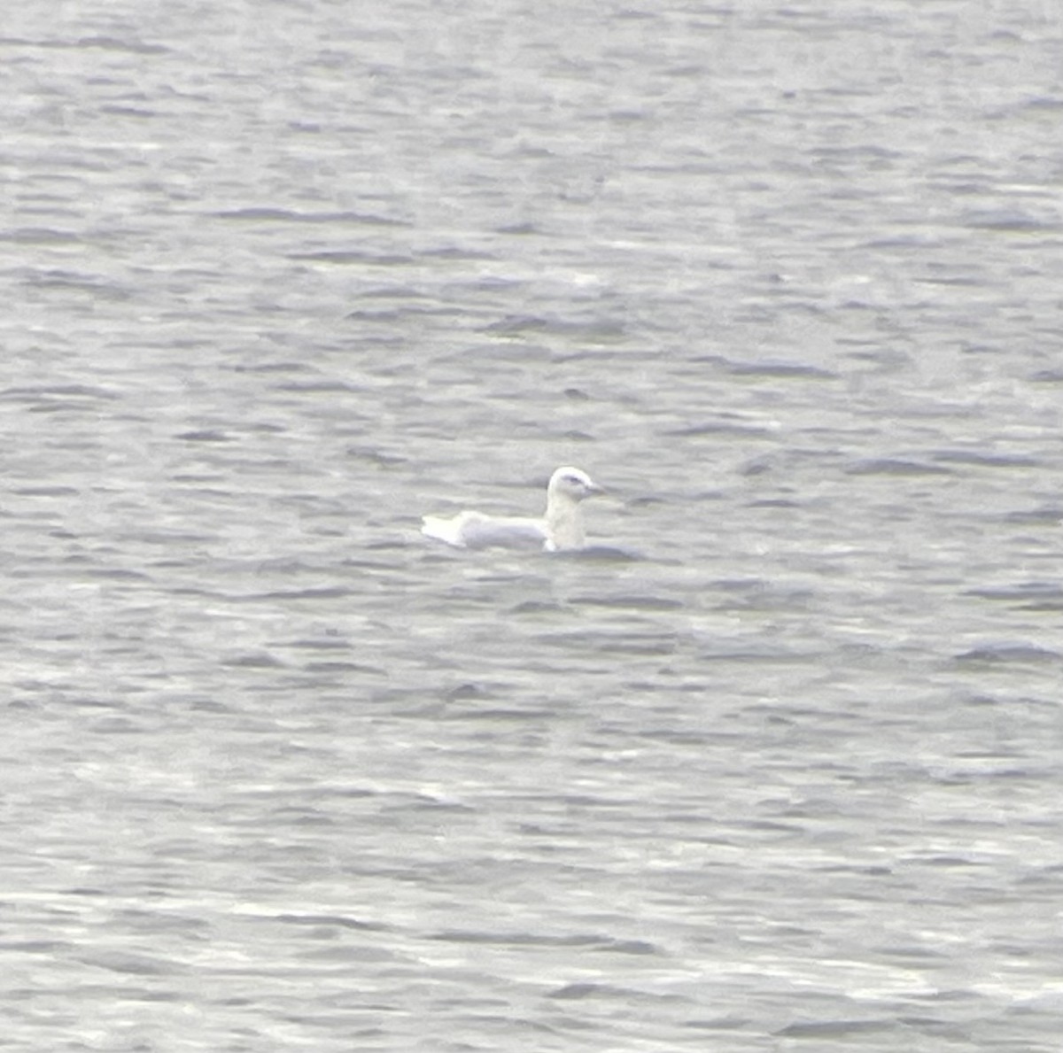 Gavión Hiperbóreo - ML645811706