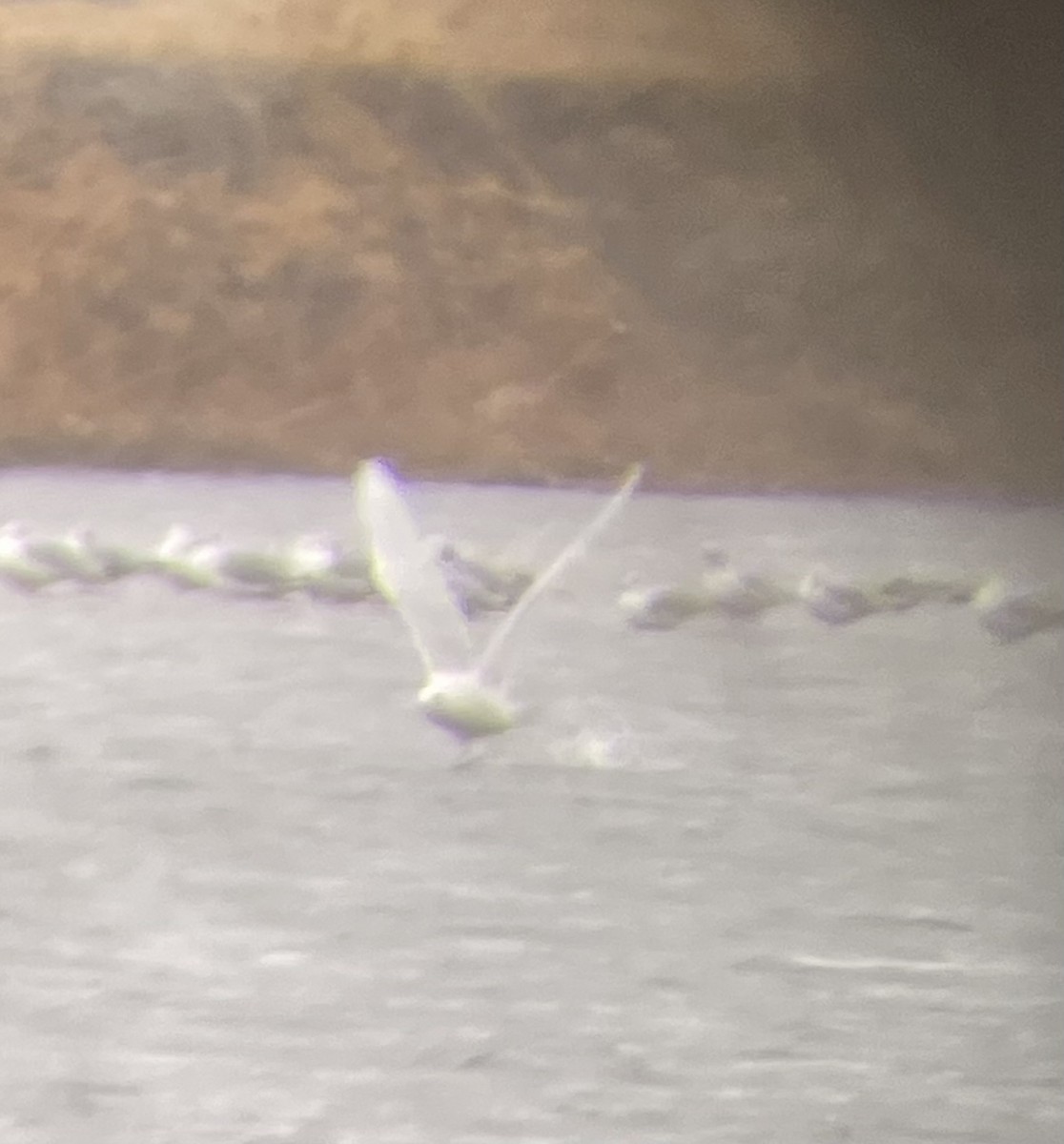 Gavión Hiperbóreo - ML645811707