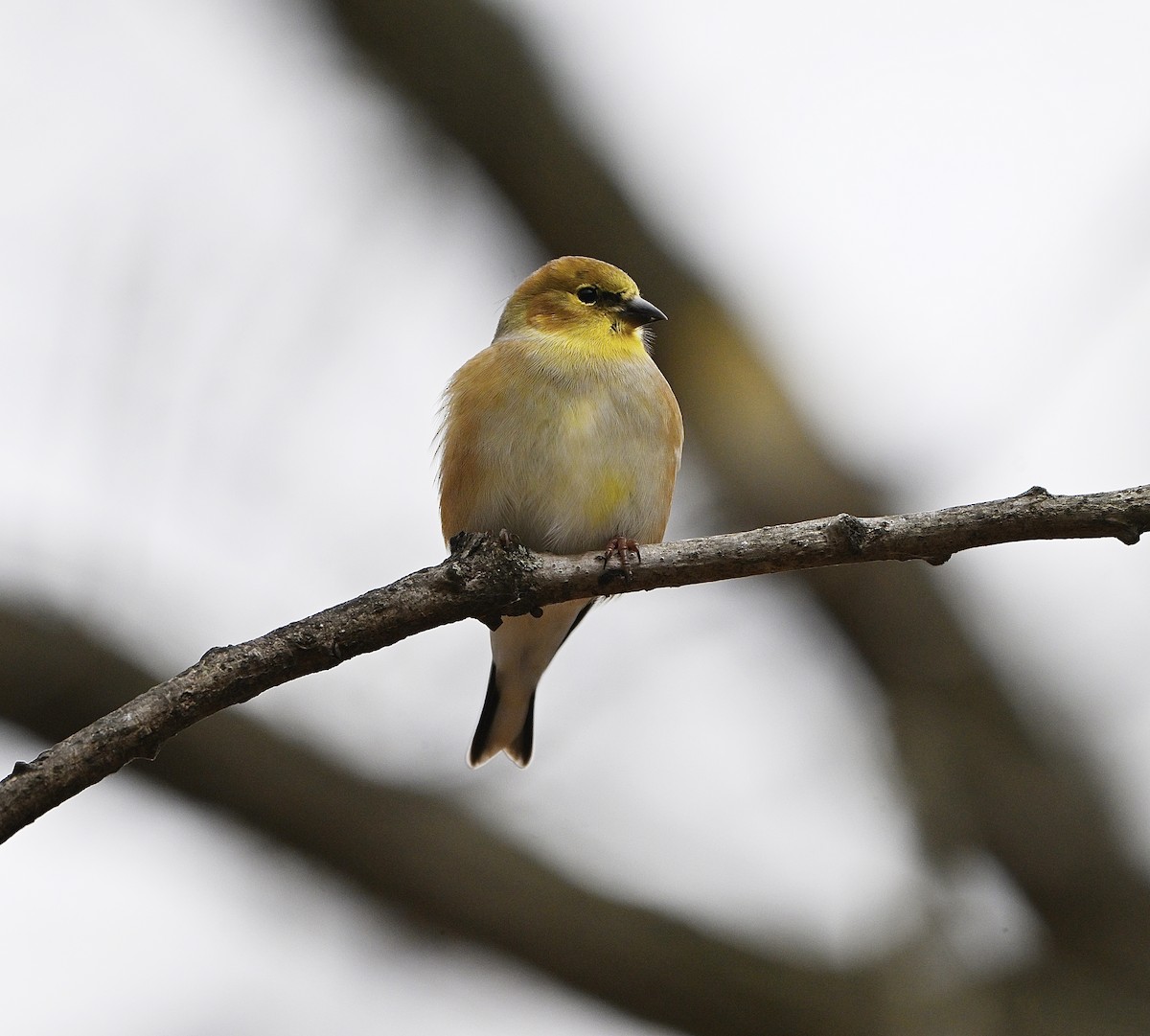 čížek žlutý - ML645811708