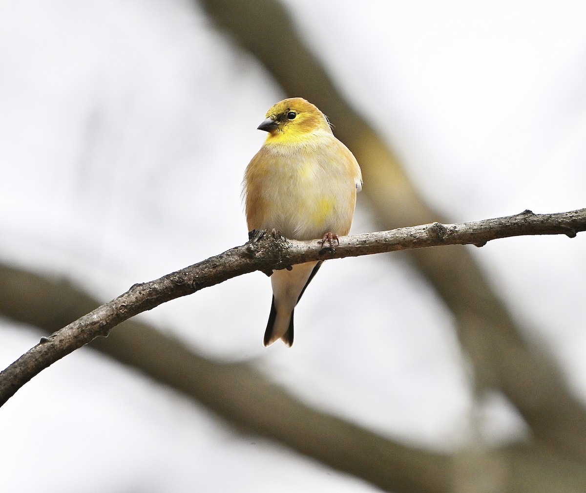 čížek žlutý - ML645811709