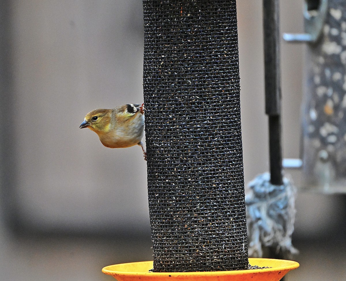 čížek žlutý - ML645811710