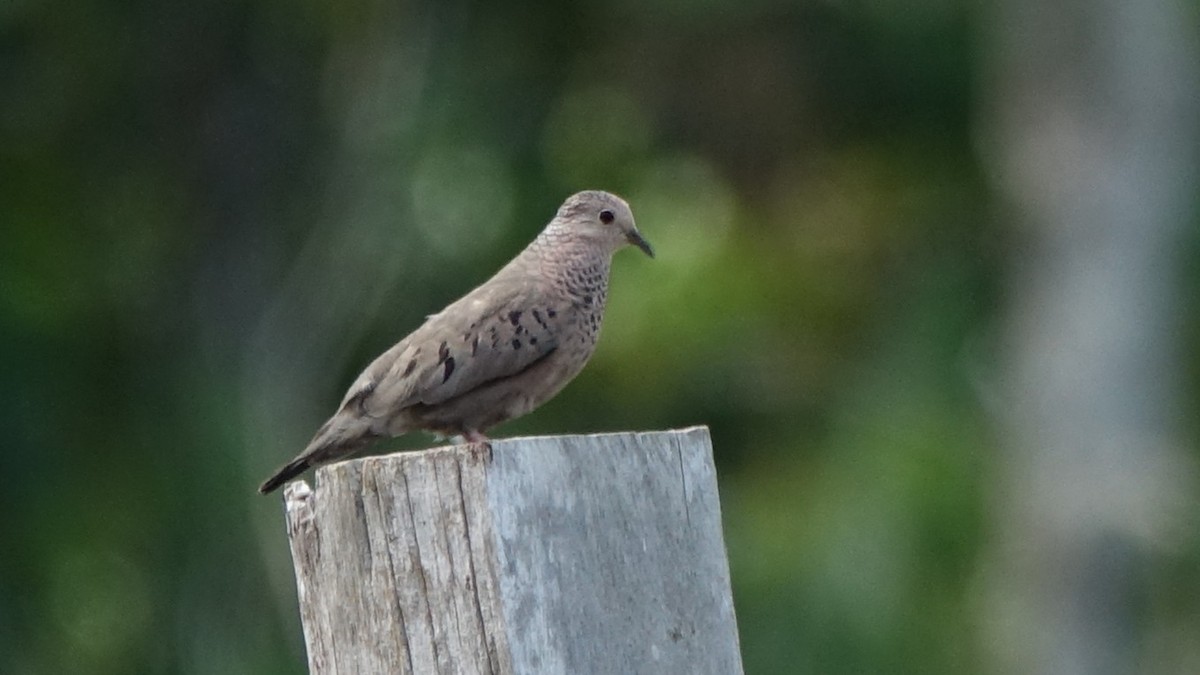Common Ground Dove - ML645811713