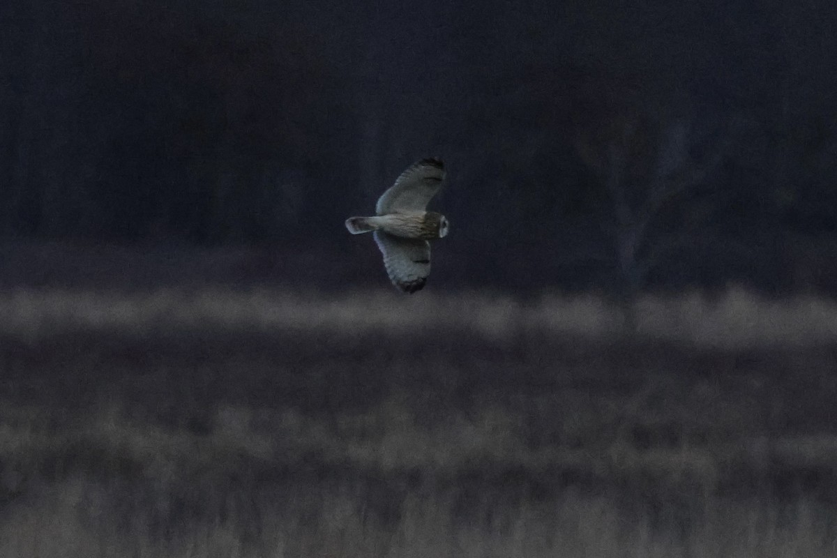 コミミズク（flammeus） - ML645811727