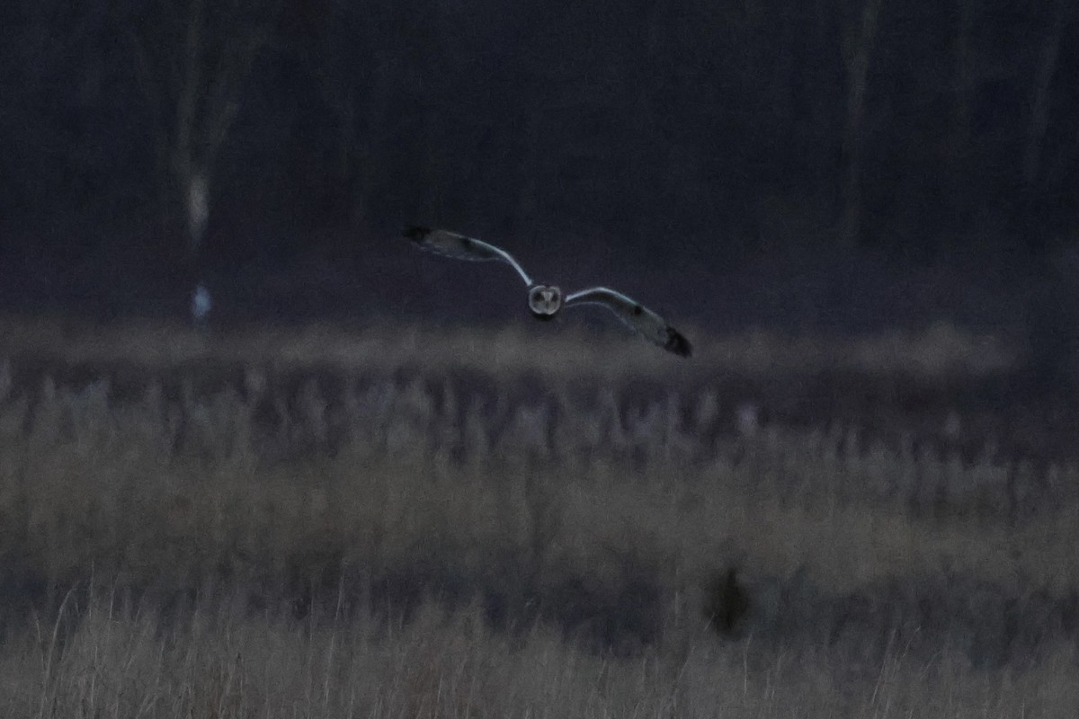 コミミズク（flammeus） - ML645811728