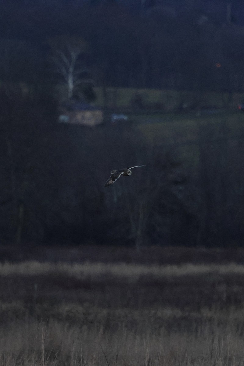 コミミズク（flammeus） - ML645811730